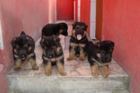 Pastor aleman negrodorado